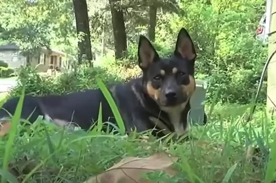 thumbnail - 반려견이 숨겨진 살인 사건 찾았나…발칵 뒤집힌 美 마을