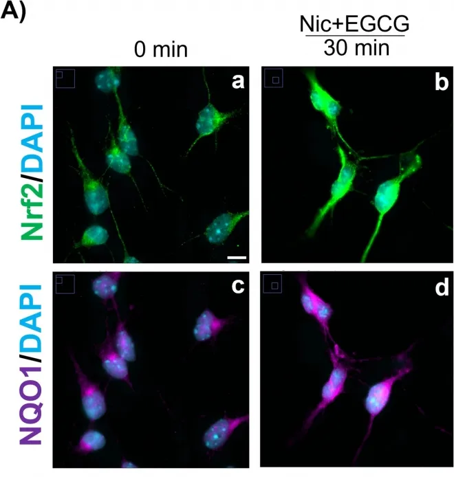 녹차 속 항산화 물질 EGCG가 처리된 신경세포(패널 A). 손상된 단백질 제거와 자가포식 기능 회복 과정이 형광으로 표시돼 있다. 출처=저로사이언스(2025)/스프링거