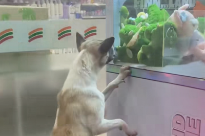 thumbnail - (영상) 유기견이 인형뽑기 기계 앞에서 서성이자 벌어진 일