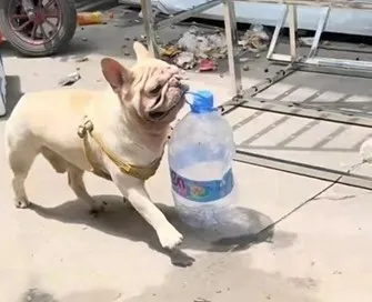 중국에서 5년을 하루같이 페트병을 줍는 강아지 샤오바이가 큰 인기를 끌고 있다. 지우파이신문