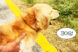 (영상) 난생처음 들어보는 닥스훈트 시동음