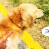 (영상) 난생처음 들어보는 닥스훈트 시동음
