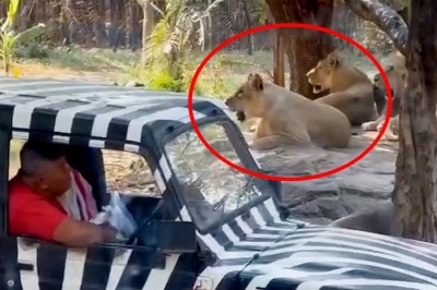 thumbnail - 관람객 앞에서 사자에 잡아먹힌 사파리 사육사…“사자 기분 별로였던 듯”