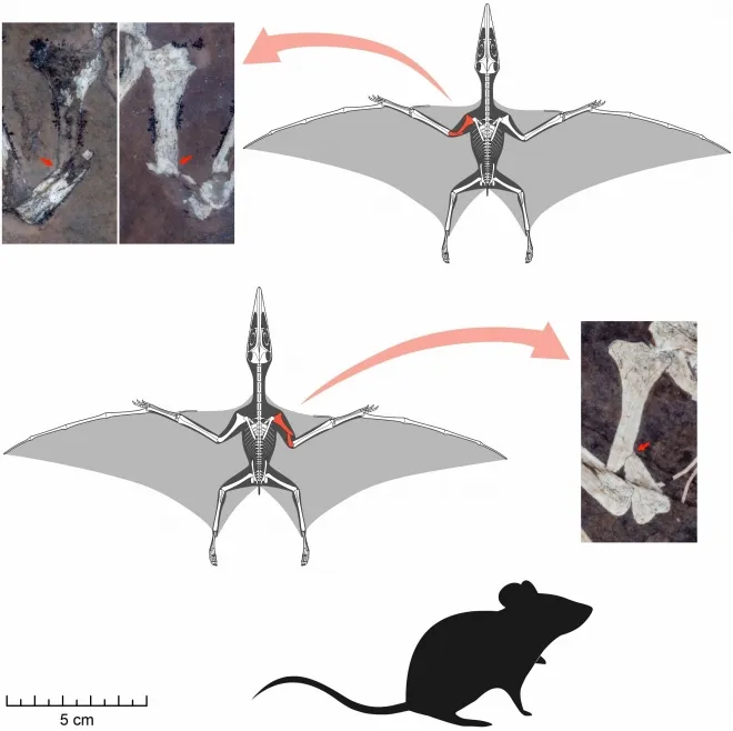 골절이 확인된 익룡 새끼 럭키와 럭키 II. Credit: University of Leicester