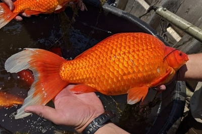 thumbnail - “호수에 버린 금붕어가 돌연변이로 2배 성장”…영화 ‘괴물’ 현실로?