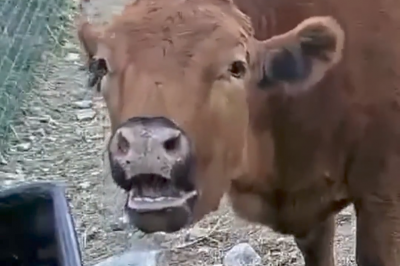 thumbnail - (영상) 후원하면 간식 ‘냠냠’…트위치 ‘소트리머’ 등장