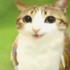 (영상) 고양이 얼굴을 한 올빼미?…현시각 알고리즘 점령한 ‘Meowl’ 밈 정체
