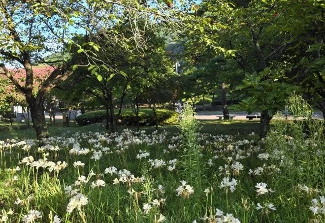 불갑산 상사화 군락