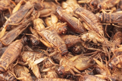 thumbnail - 귀뚜라미 들어간 월병 화제…中 네티즌들 경악