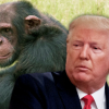 “트럼프는 수컷 침팬지 같아, 우주 보내버리고 싶다”…동물학자 일침 [핫이슈]