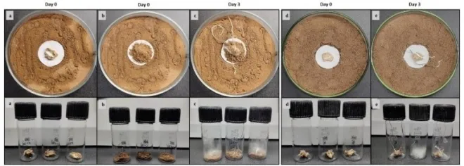 살균된 흙으로 덮은 후 잡고 곰팡이가 자라난 실험군과 (c,e) 일반 흙으로 덮은 대조군 (b,d). Science (2025). DOI: 10.1126/science.adr2713