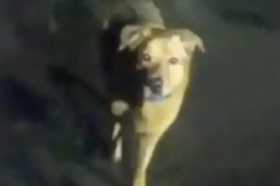 thumbnail - (영상) ‘가나디가 왜이리 기특해’…밤길에 쓰러진 할머니 구한 반려견