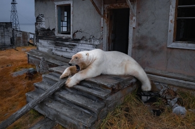 thumbnail - 인간들 다 어디 갔니?…러 폐쇄 극지 기상관측소 차지한 북극곰들