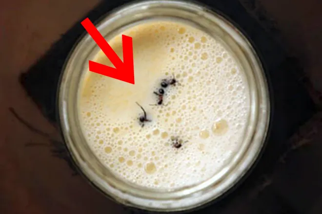 덴마크 연구진이 발칸반도 전통 발효법을 실험해 ‘개미로 만드는 요구르트’를 과학적으로 입증했다. 사진=아이사이언스 캡처 덴마크 연구진이 발칸반도 전통 발효법을 실험해 ‘개미로 만드는 요구르트’를 과학적으로 입증했다. 사진=아이사이언스 캡처