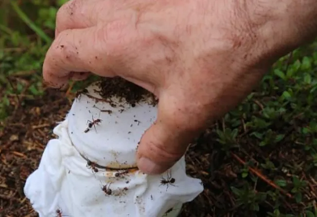 덴마크 연구진이 발칸반도 전통 발효법을 실험해 ‘개미로 만드는 요구르트’를 과학적으로 입증했다. 사진=아이사이언스 캡처 덴마크 연구진이 발칸반도 전통 발효법을 실험해 ‘개미로 만드는 요구르트’를 과학적으로 입증했다. 사진=아이사이언스 캡처