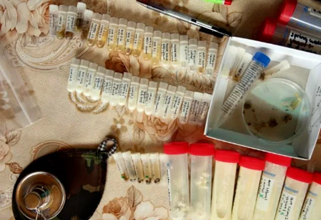 덴마크 연구진이 발칸반도 전통 발효법을 실험해 ‘개미로 만드는 요구르트’를 과학적으로 입증했다. 사진=아이사이언스 캡처 덴마크 연구진이 발칸반도 전통 발효법을 실험해 ‘개미로 만드는 요구르트’를 과학적으로 입증했다. 사진=아이사이언스 캡처