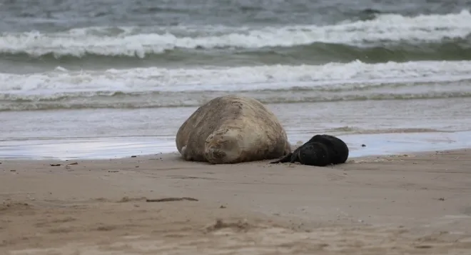 해변에서 출산한 어미 바다코끼리와 새끼. 말도나도 야생동물구조센터