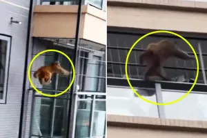 “이걸 어떻게 잡아요”…고층 아파트 외벽 타는 ‘파쿠르 원숭이’