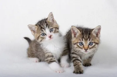 thumbnail - 아이도 아닌데 양육비?…이혼 부부 ‘고양이 돌봄비’ 합의 논란