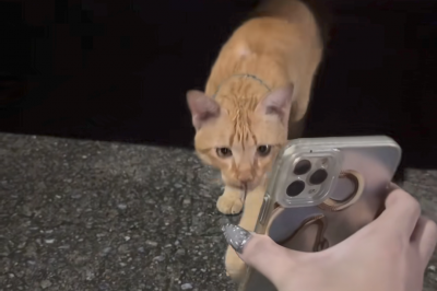 thumbnail - (영상) “이 친구 보면 꼭 전해줘”…집 나간 고양이가 다시 돌아온 이유