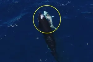 간만 쏙 빼먹었다…범고래, 최강 포식자 백상아리 사냥법