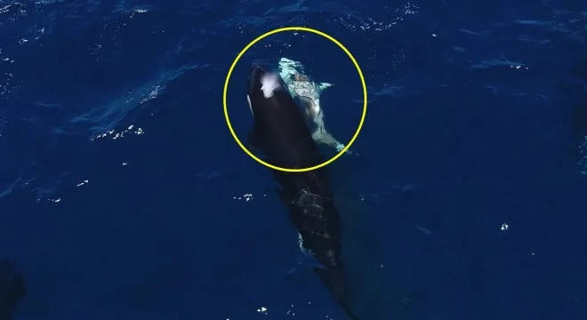 범고래가 백상아리를 사냥하고 있다. 영상 캡처
