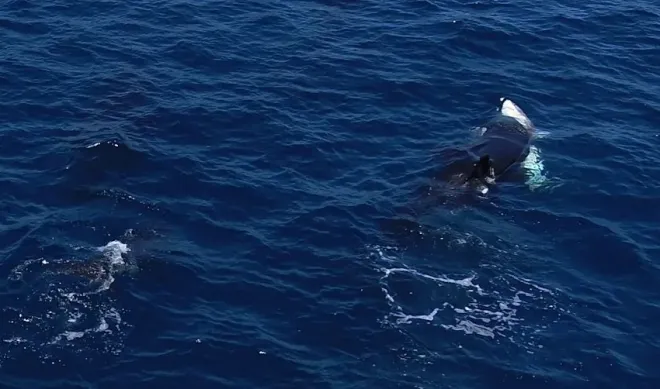 백상아리를 사냥하는 범고래 모습. 영상 캡처