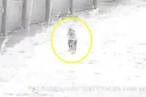 화염병 던졌다고 ‘탕탕’…이스라엘군, 16세 청소년 2명 사