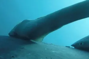 (영상) “고래 타고 세계여행”…혹등고래에 딱 붙은 빨판상어 포착