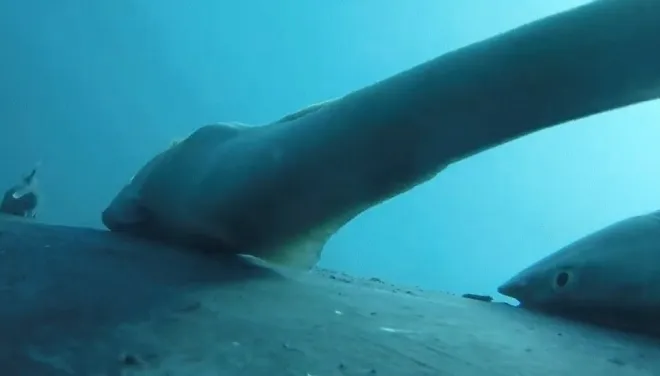 빨판상어가 혹등고래에 붙어있는 모습. Olaf Meynecke 제공