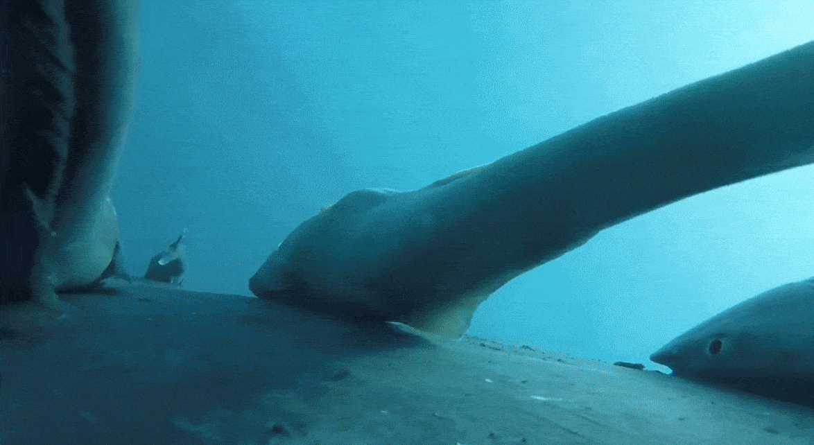 빨판상어가 혹등고래에 붙어있는 영상의 일부. Olaf Meynecke 제공