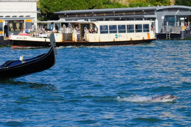 이탈리아 베네치아 산마르코 분지에서 헤엄치는 돌고래 ‘밈모’. 관광객과 선박이 몰리는 해역인 만큼 해양 생태계에 미칠 영향에 대한 우려가 제기되고 있다. 2025.11.8. 로이터 연합뉴스