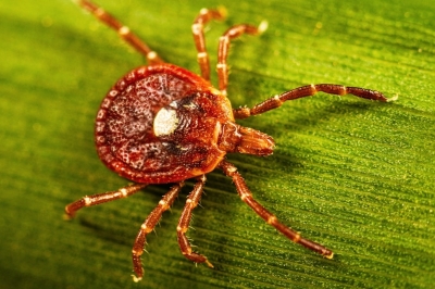 thumbnail - ‘이것’에 물려서…햄버거 먹고 사망한 美 40대 남성