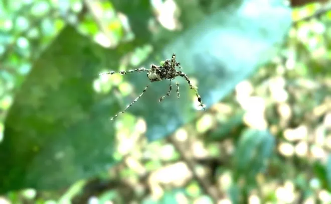 거미줄에 만들어진 가짜 거미. Credit: Dr. George Olah