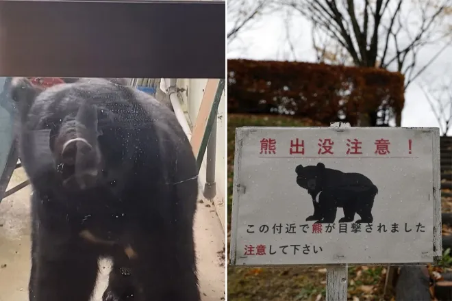 왼쪽은 2025년 10월 14일 일본 이와테현 하나마키의 사사마 유치원 밖에 나타난 곰의 모습. 당시 약 40명의 어린이가 실내에 있던 상황으로, 최근 일본에서는 곰이 학교·주택가·상점가까지 잇따라 출몰하고 있다. 오른쪽은 잦은 곰 목격으로 출입이 제한된 아키타현 센슈공원에 설치된 경고 표지판의 모습. 일본에서는 올해 4월 이후 곰 습격 사망자가 13명으로 역대 최다를 기록했다. AFP·EPA 연합뉴스