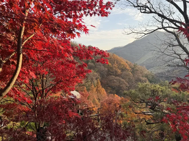 화담숲 상단 구간에서 바라본 단풍 숲. 진한 붉은빛과 겹겹이 이어진 산세가 가을 풍경의 깊이를 더한다.