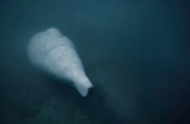 독일 유로아틀라스가 개발한 자율 수중드론 ‘그레이샤크’가 해저에서 임무 수행 중 정지 상태로 대기하고 있다. 이 드론은 인공지능(AI) 기반 자율운항 시스템을 통해 일정 신호나 시간에 맞춰 자동으로 작동할 수 있다. 유로아틀라스 제공