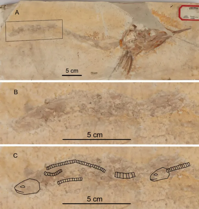 위장에 소화되지 않은 작은 물고기가 남아 있는 아스피도린쿠스 화석. Credit: Photo in A composed from two photos by M. Miller in Ebert and Kölbl-Ebert