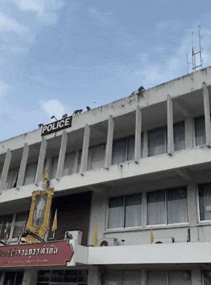 지난해 11월 16일 밤 태국 중부 롭부리주(州) 롭부리시의 동물보호소에서 원숭이 200여 마리가 우리에서 탈출한 가운데, 이중 일부가 먹이를 찾으려 현지 경찰서 건물을 ‘습격’한 모습