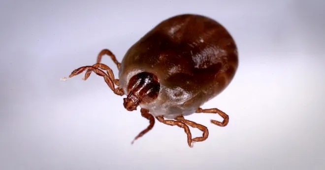 작은소참진드기(Haemaphysalis longicornis). 한국과 중국, 일본 등지에 서식하며 사진은 바이러스를 옮긴 것으로 추정되는 중증열성혈소판감소증후군(SFTS) 발병 원인으로 지목된다. 출처=연합뉴스