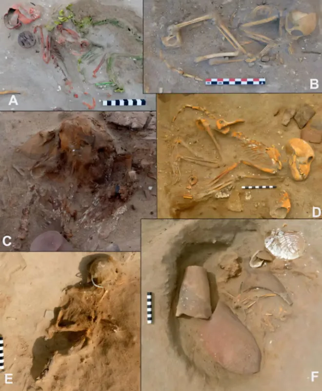 고대 로마 제국의 엘리트층이 인도산 수입 원숭이를 반려동물로 키웠을 가능성이 있다는 연구 결과가 나왔다. 사진=로마 고고학 저널(Journal of Roman Archaeology)