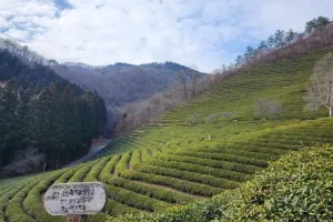 녹색 물결이 굽이치는 곳, 보성 대한다원