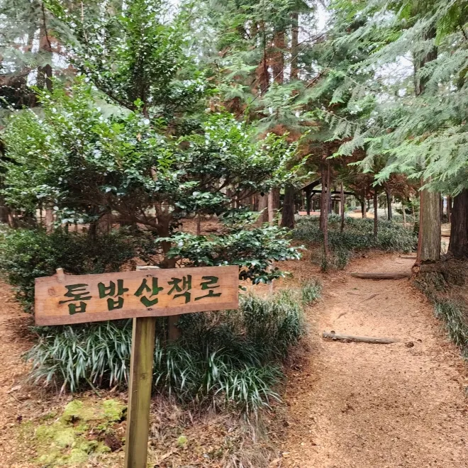 장흥 편백숲 우드랜드 톱밥 산책로