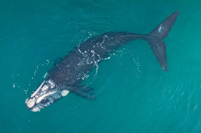 북대서양참고래(North Atlantic right whale) 자료사진