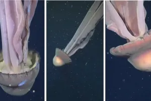 심해서 마주친 10m 유령?…단 100번 발견된 ‘거대 해파