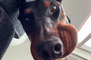 우리집 가나디가 완전 난리자베스