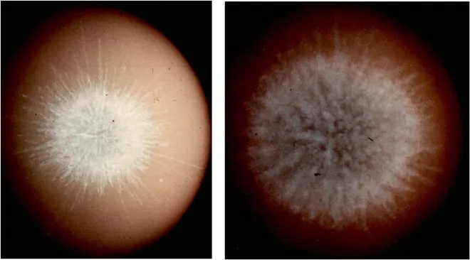킹피쉬 고고도 핵실험 (왼쪽)과 초신성 Pa 30 잔해 (오른쪽) The Astrophysical Journal Letters (2025)