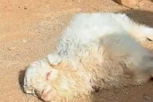 ‘죽는 척’ 연기 천재인줄 알았더니…전문가 “돌연변이 양”