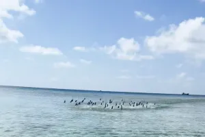 물고기떼: 실례합니다. 지나가겠습니다.