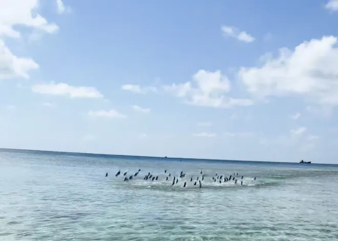 thumbnail - 물고기떼: 실례합니다. 지나가겠습니다.